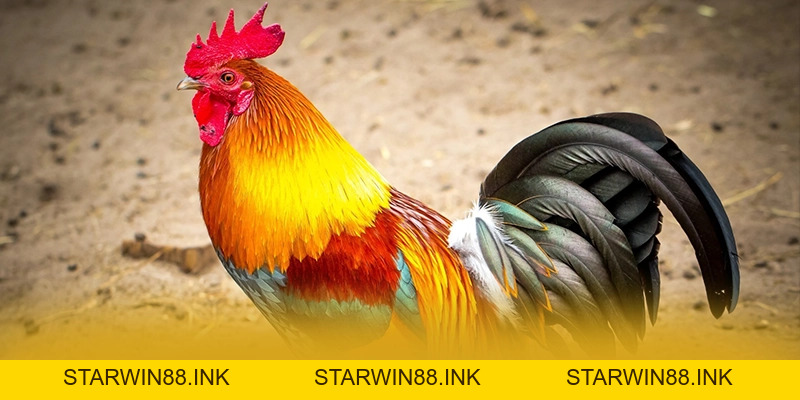 BET168 - Nhà cái uy tín số 1 tại Việt Nam - starwin88.ink