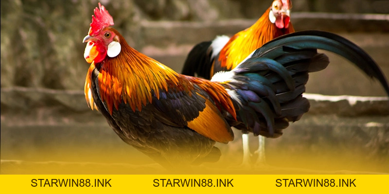 8XBET - Cổng trò chơi uy tín số 1 hiện nay - starwin88.ink
