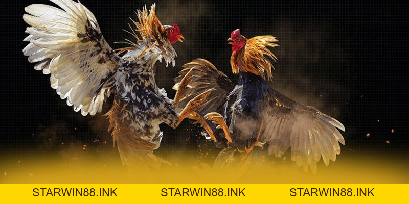 BET168 - Nhà cái uy tín số 1 tại Việt Nam - starwin88.ink