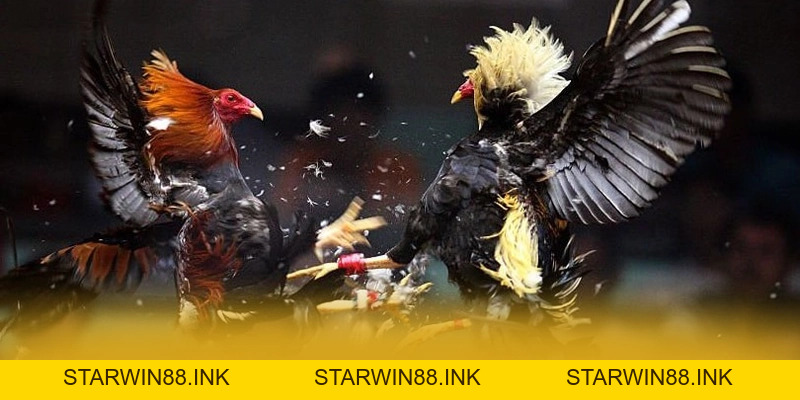 BET88 - Cổng trò chơi hàng đầu Việt Nam 2026 - starwin88.ink