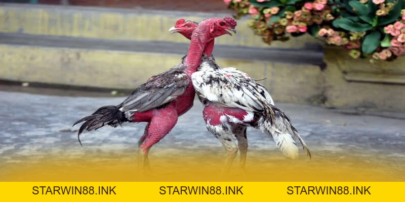 [THUONG_HIEU] - Cổng giải trí chất lượng trên thị trường - starwin88.ink